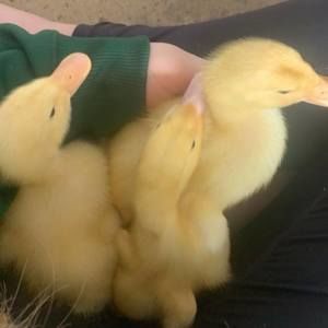 Meet your Posher, Abby